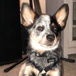 Meet your Posher, Leo